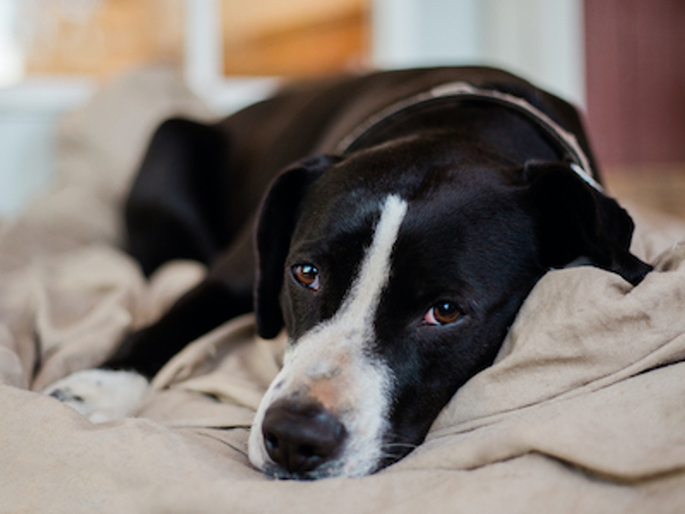 Dog looking depressed