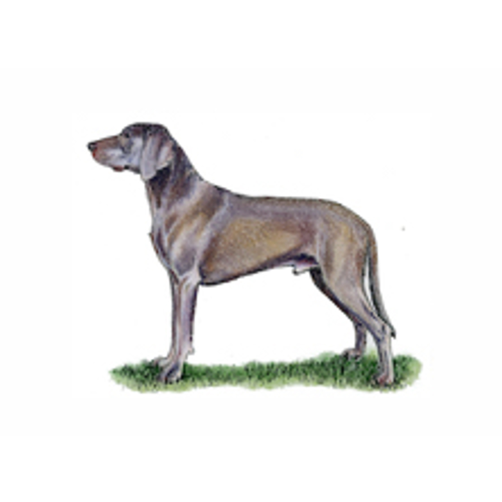 Weimaraner illustration