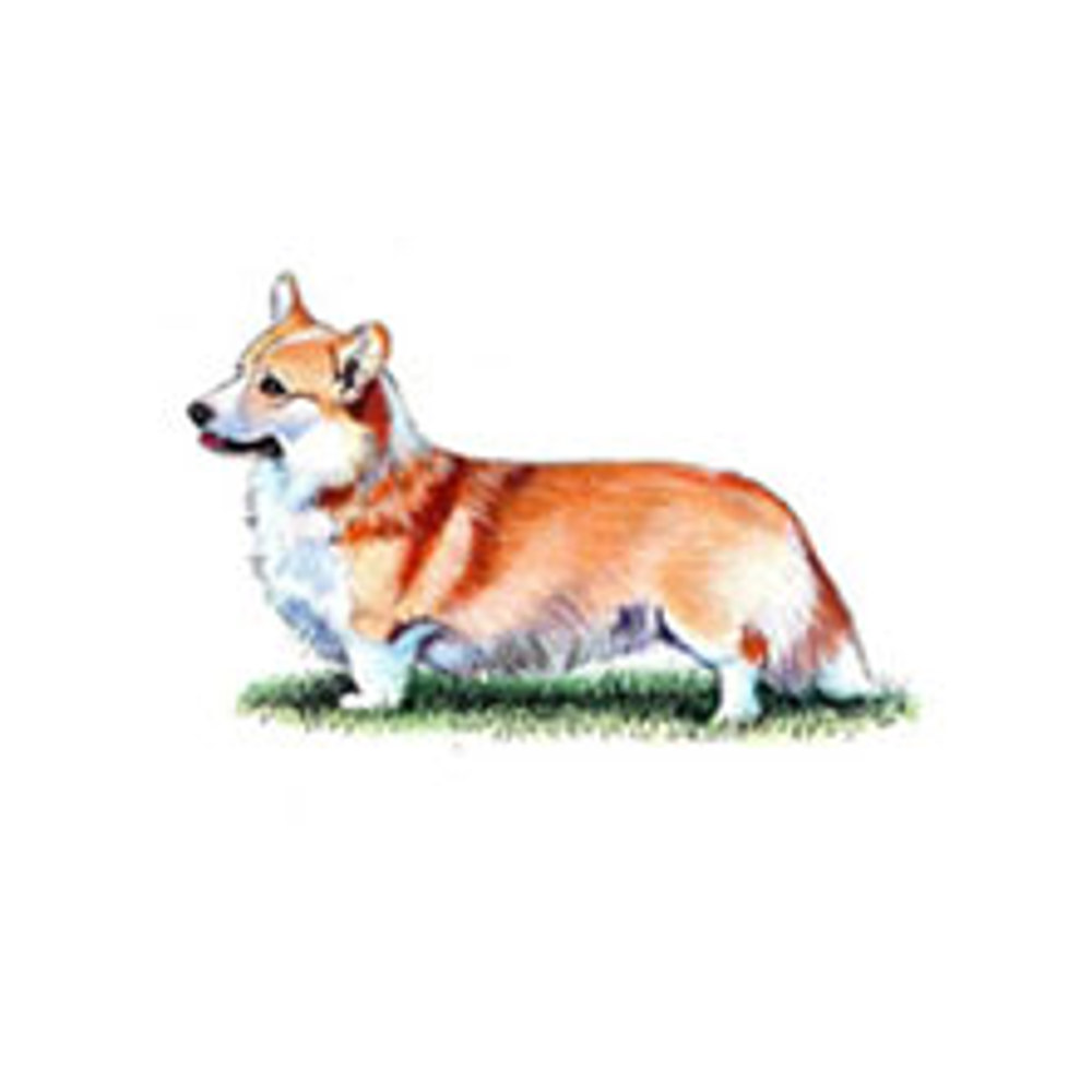 Welsh Corgi (Pembroke) illustration