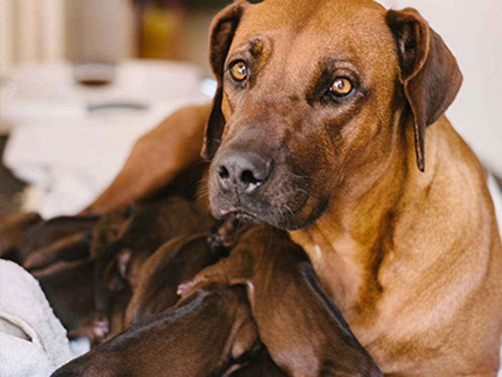 A mother with her puppies