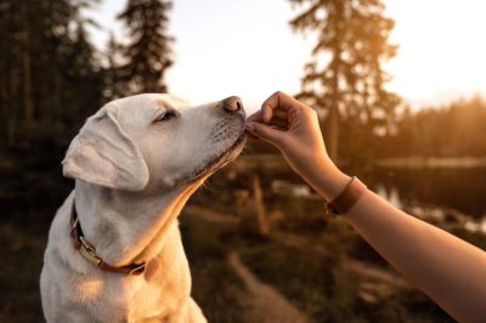 dog eating treat in the park