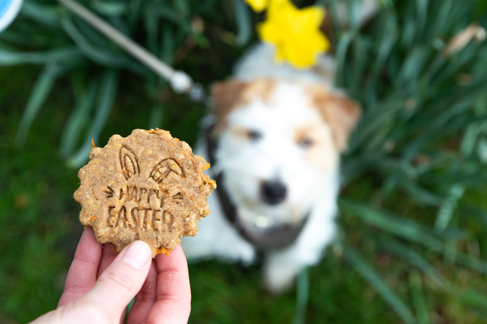 Dog sat on grass waiting for treat