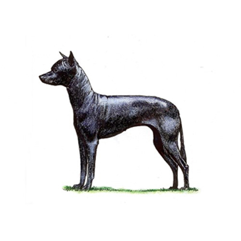 Xoloitzcuintle (Mex Hairless) Min illustration