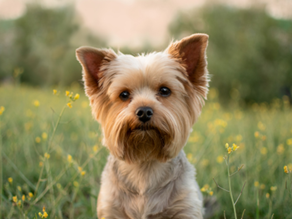 Yorkshire terrier