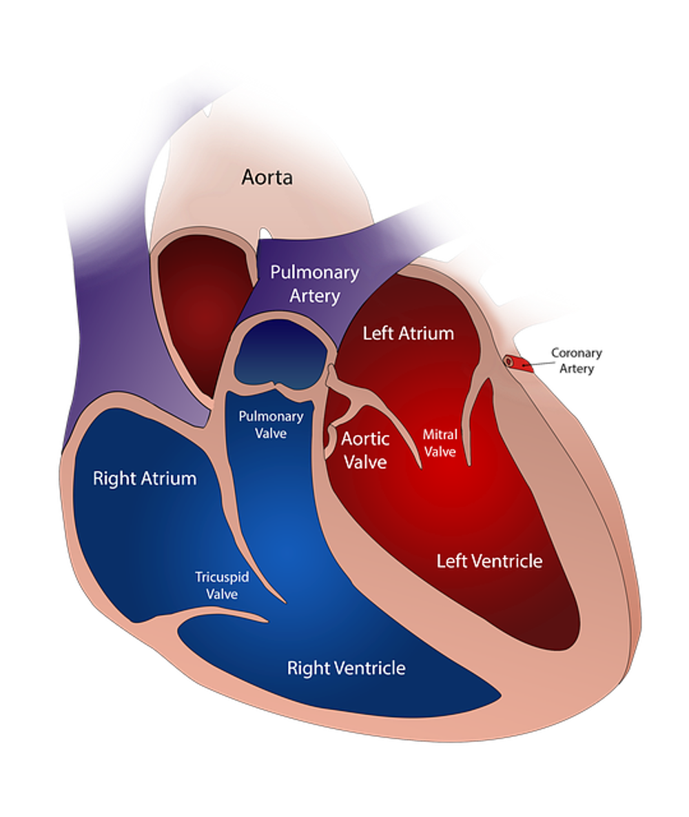 Heart disease in dogs infographic