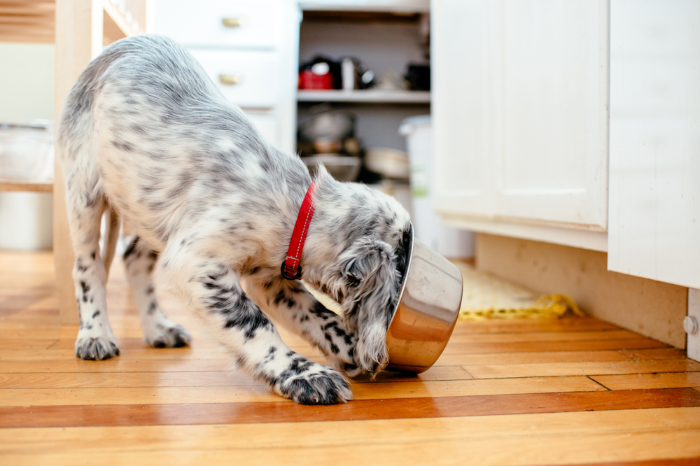 Raw dog food. Puppy eating from a bowl.